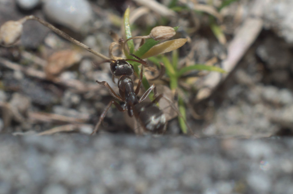 Kolejny mrówek - mystic