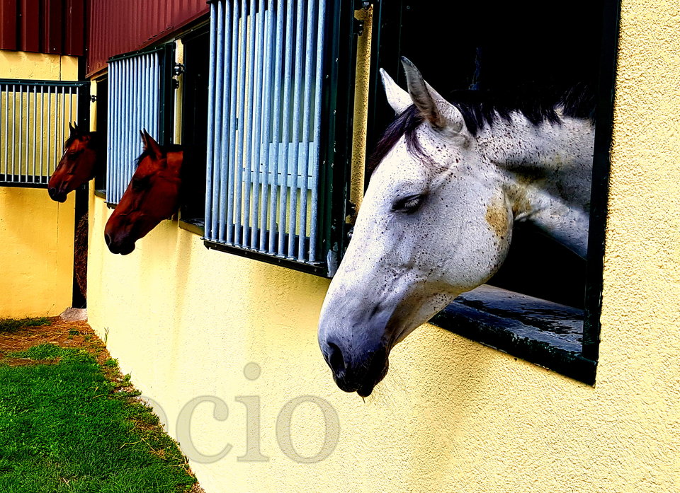 Bijemy konia? ;-) - frocio