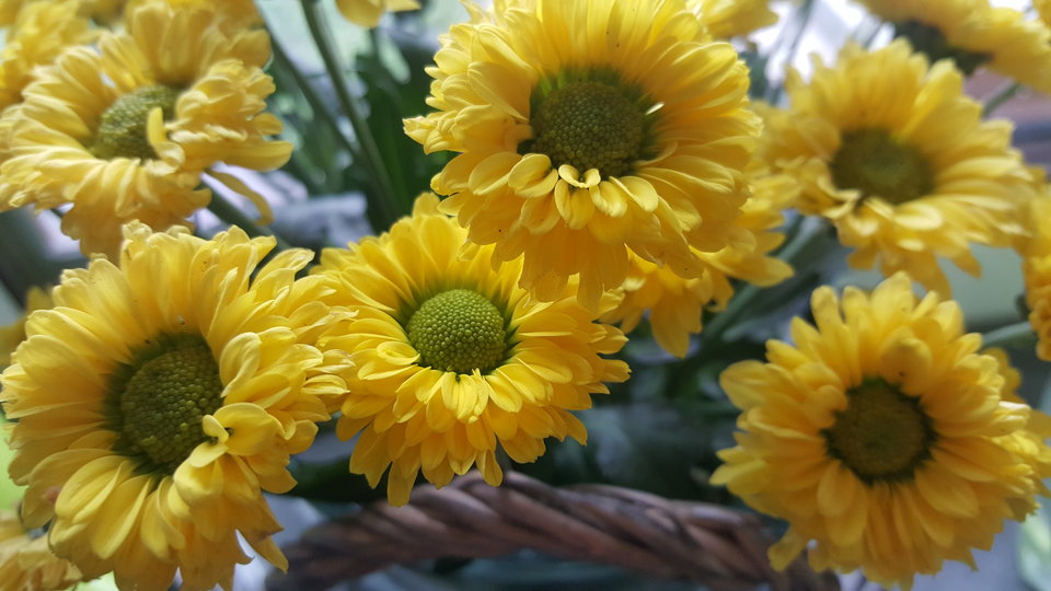 Margerytki.jpg - Ona_72_On