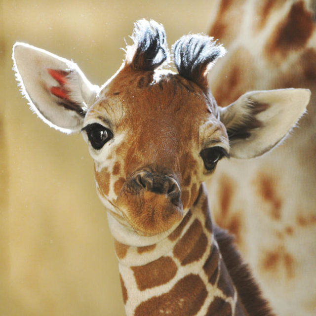baby-giraffe-2-12641.jpg - MariuszGliwice1983