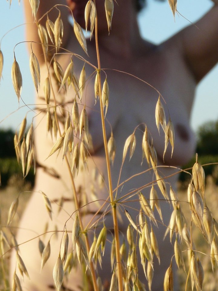 wenus w zbożu.jpg - jaiwenus