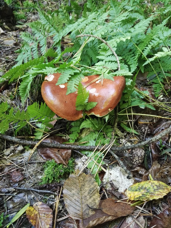 IMG_20170908_095913.jpg - podniecony111