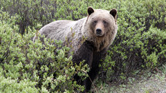 grizzly2.jpg