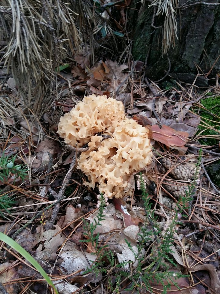 20170916_083758.jpg - Nikt_taki