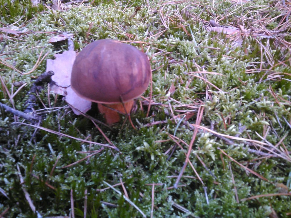 IMG_20170917_125802.jpg - Arek135