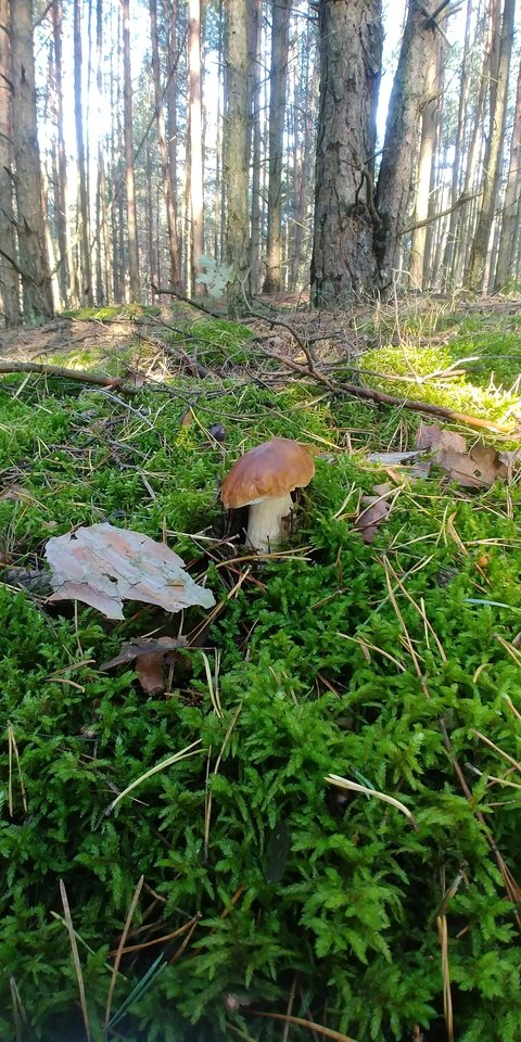 20170919_084934.jpg - cytrynowka80