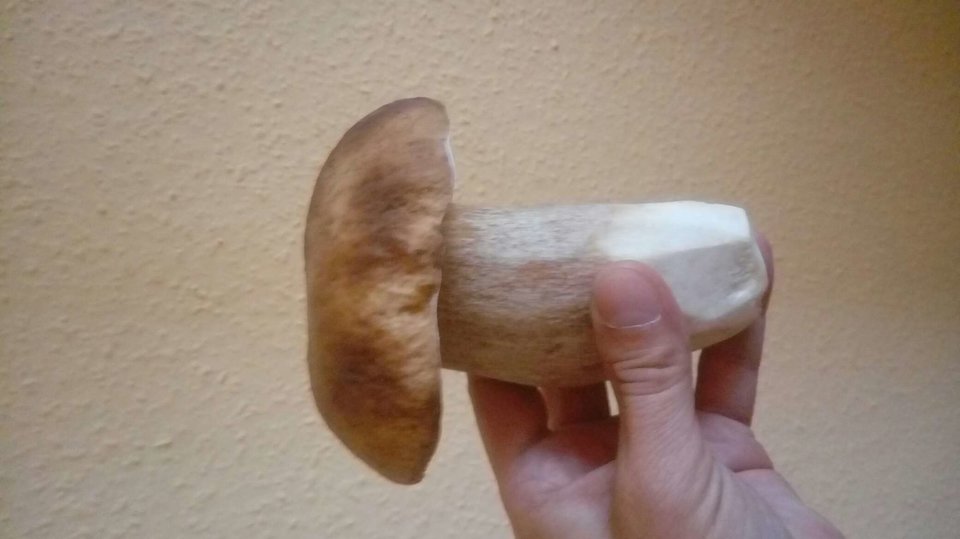 wysyp grzybków :) - ZwyklyMarek