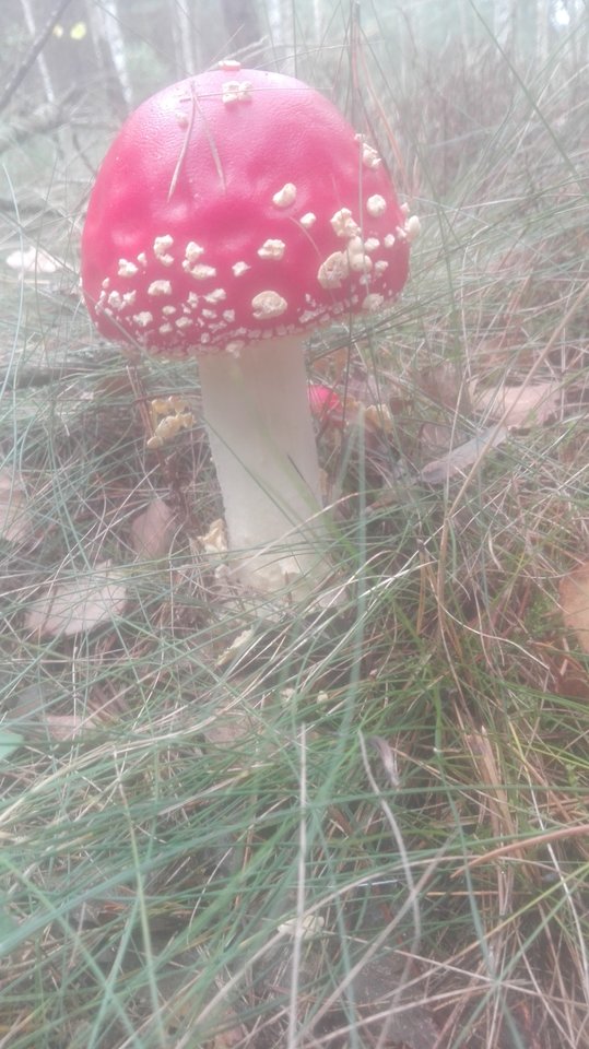 IMG_20170916_133952.jpg - FART01