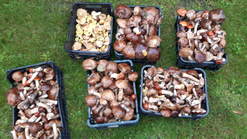 20170921_180525.jpg - rafixxx1