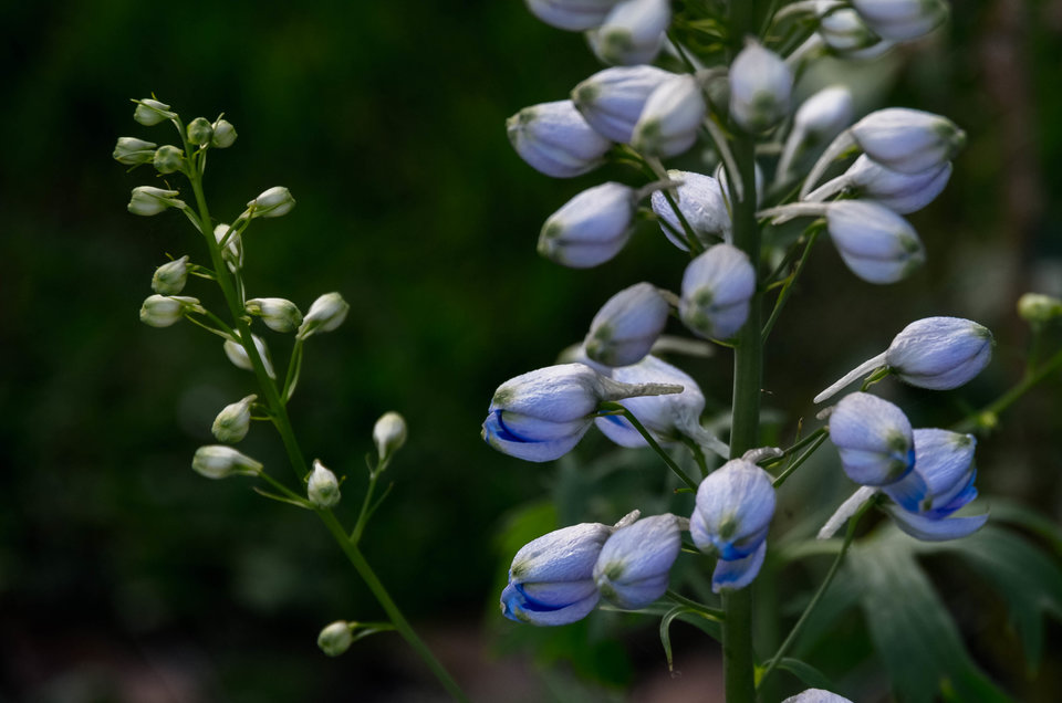 Lubię kwiotki i inne trwaska ;) - mystic