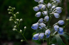 Lubię kwiotki i inne trwaska ;)