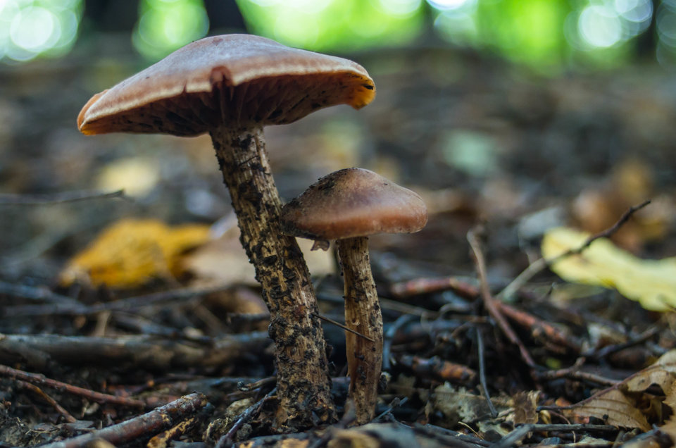 Parka w lesie - mystic