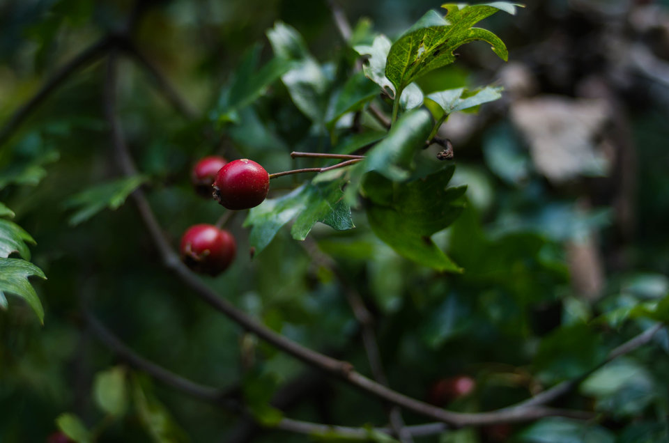 Na czerwone korale - mystic