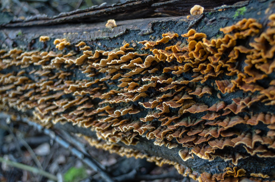 Szaleństwo - mystic