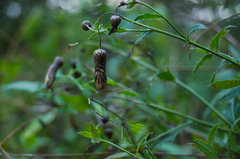 Już nie zakwitnie...