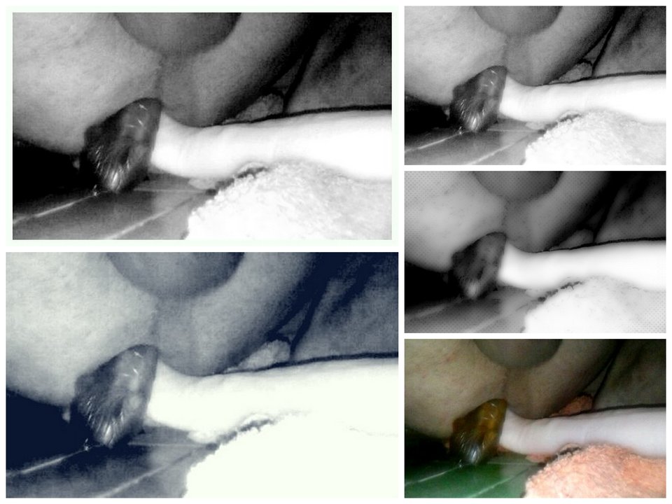 2DILDOS.jpg - ArekNo1