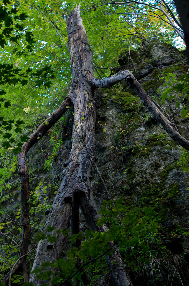 Dziwne drzewo.... - mystic