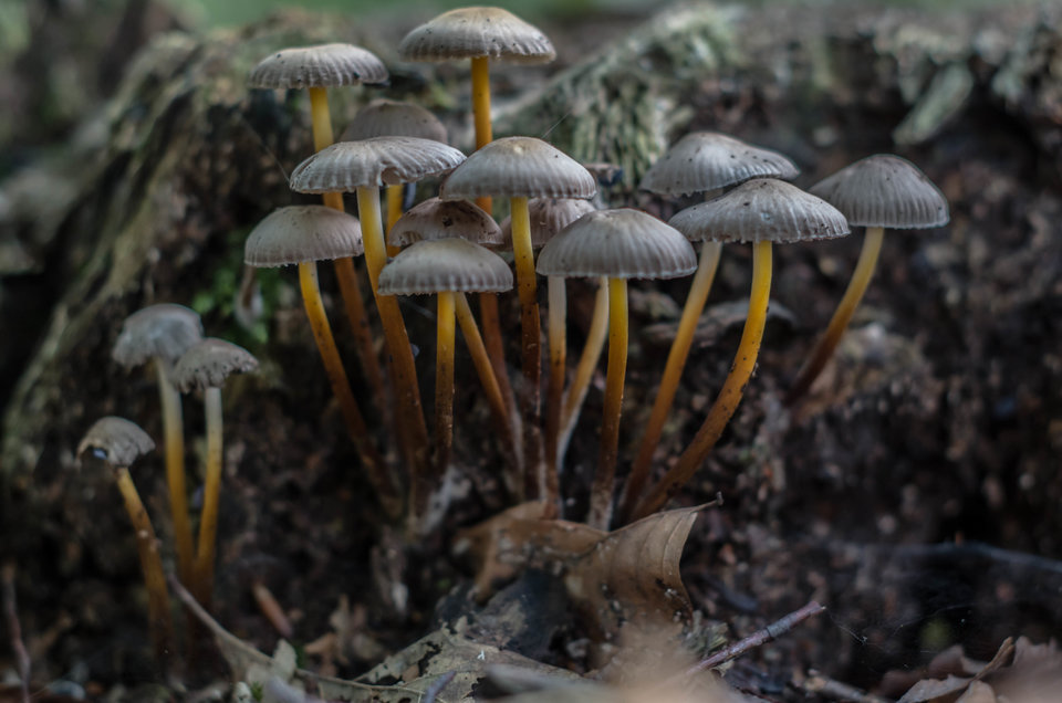 Więcej grzybków - mystic