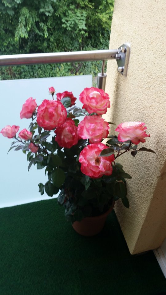 484.jpg - wolnaona_de