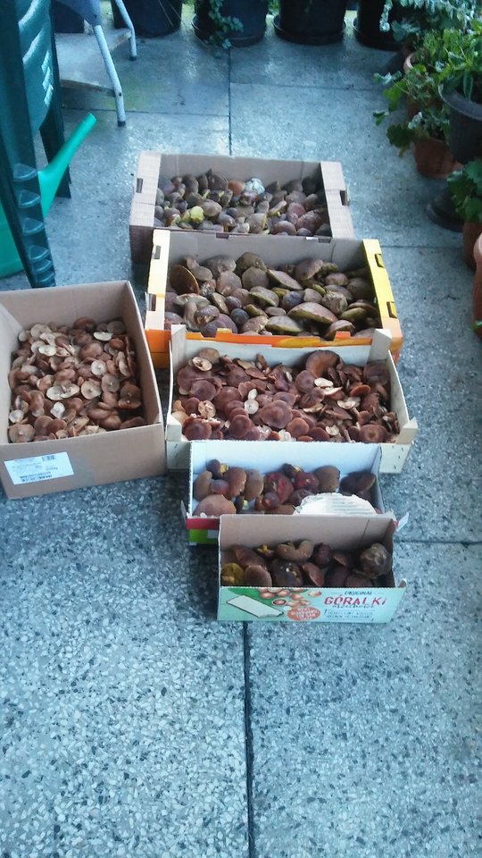 20171011_180515.jpg - ewawojtek8074