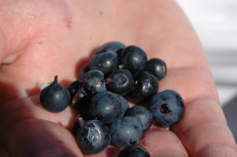 DSC_7281.JPG - boltus777