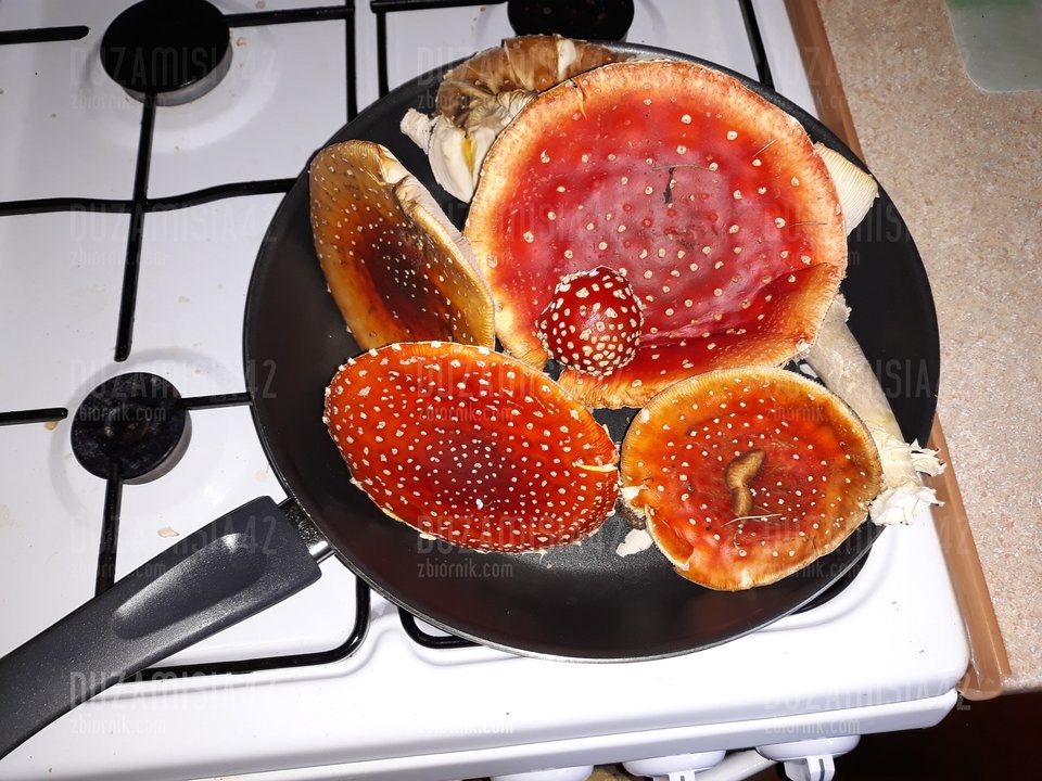 😁😁😁 - Duzamisia42