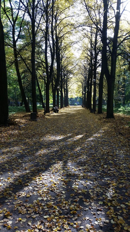 20171017_135248.jpg - Koralik66