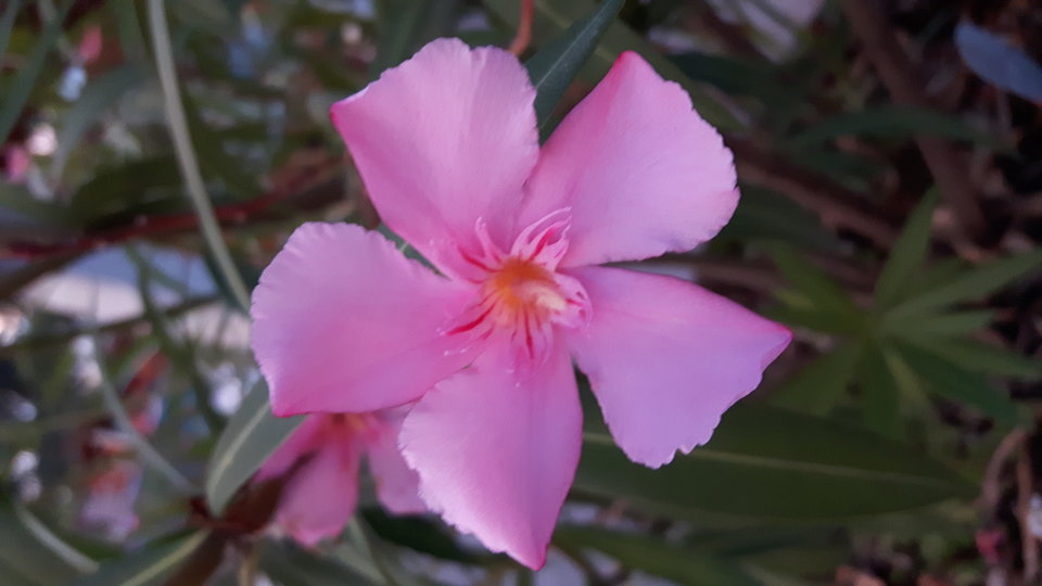 20160819_194935.jpg - Magicy70