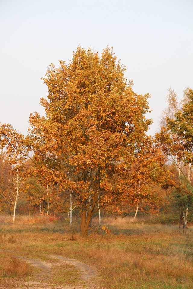 Piękne kolory - qufi