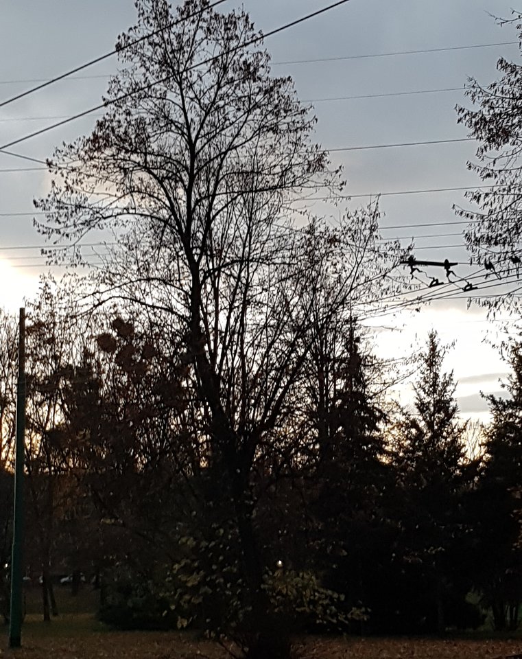 20171111_064324.jpg - wojtas388
