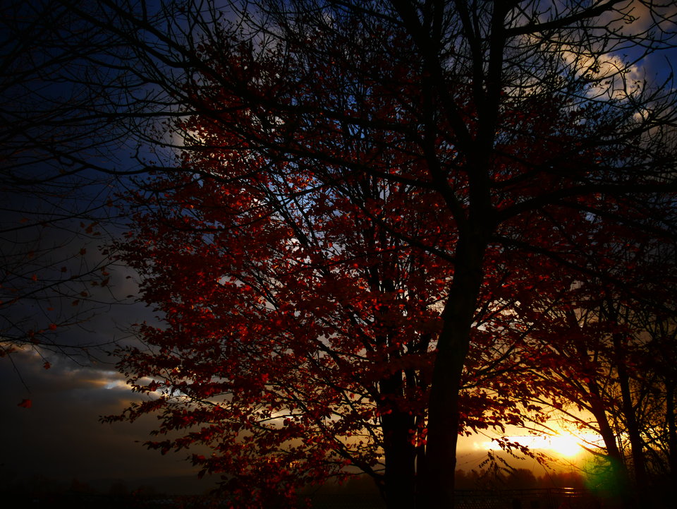 P1000292.JPG - FoKam431