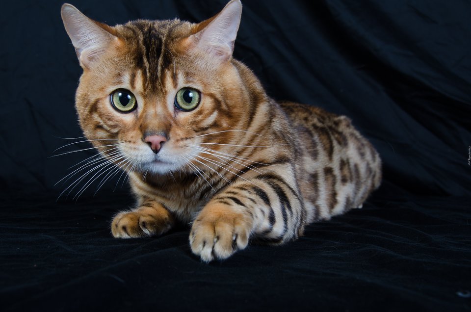 230418_kot_egipski_mau.jpg - DYSKRETNY38