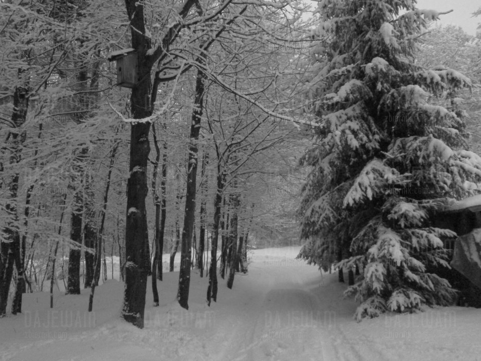 Obraz 093.jpg - DajeWam