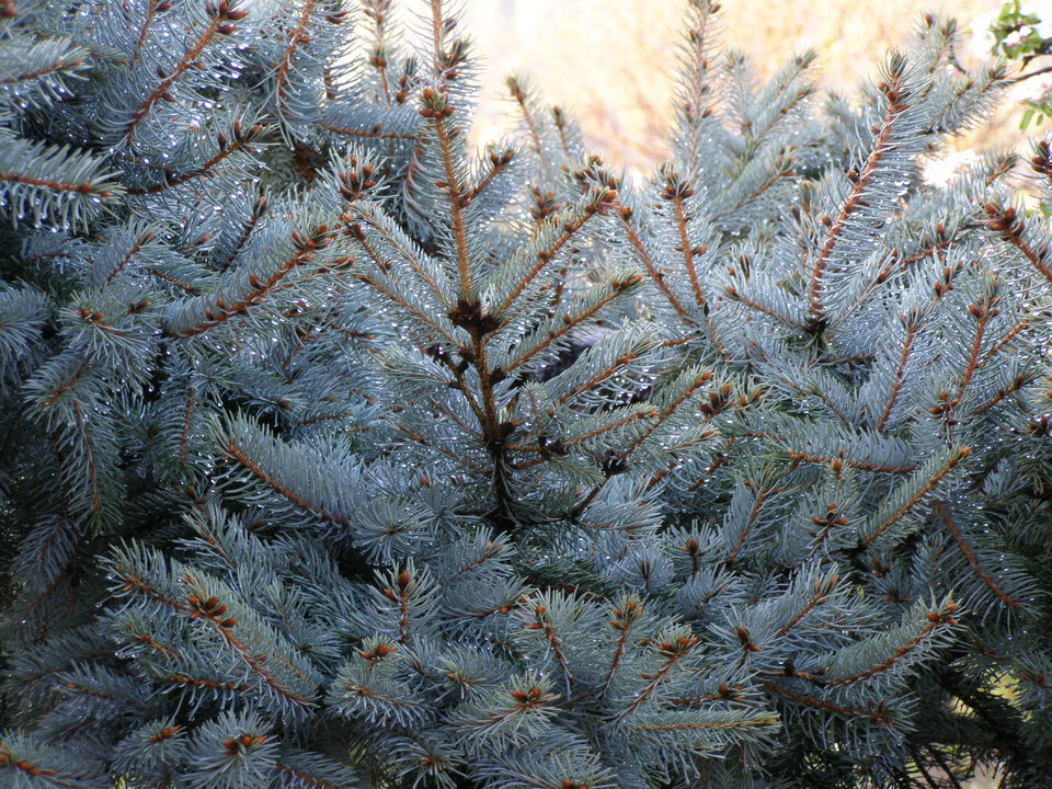 P4280013.JPG - Erion