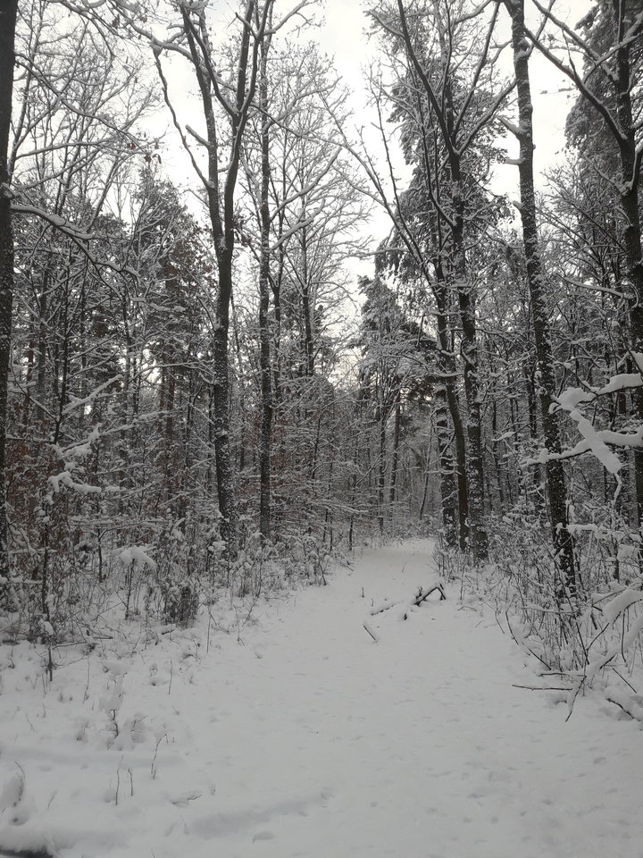 20171204_080840.jpg - Zlasu70