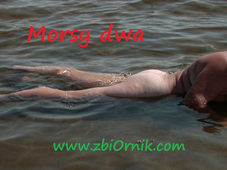 Zatoka Pucka - Morsy_dwa