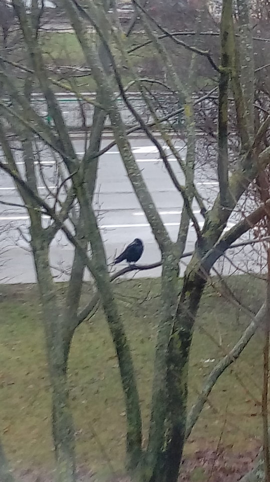 ech, deszczowo za oknem - dick_baba