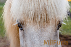 Konik  (oczy które zapadają w pamięć)