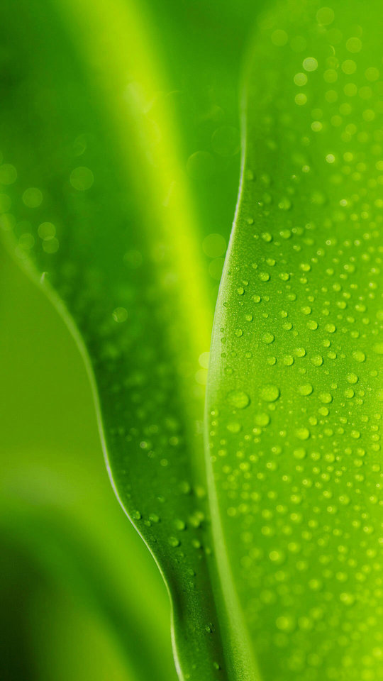 Picture_01_Greenery.jpg - momer