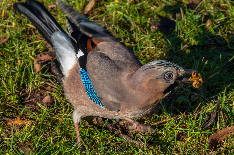 Też lubi orzechy... - mystic
