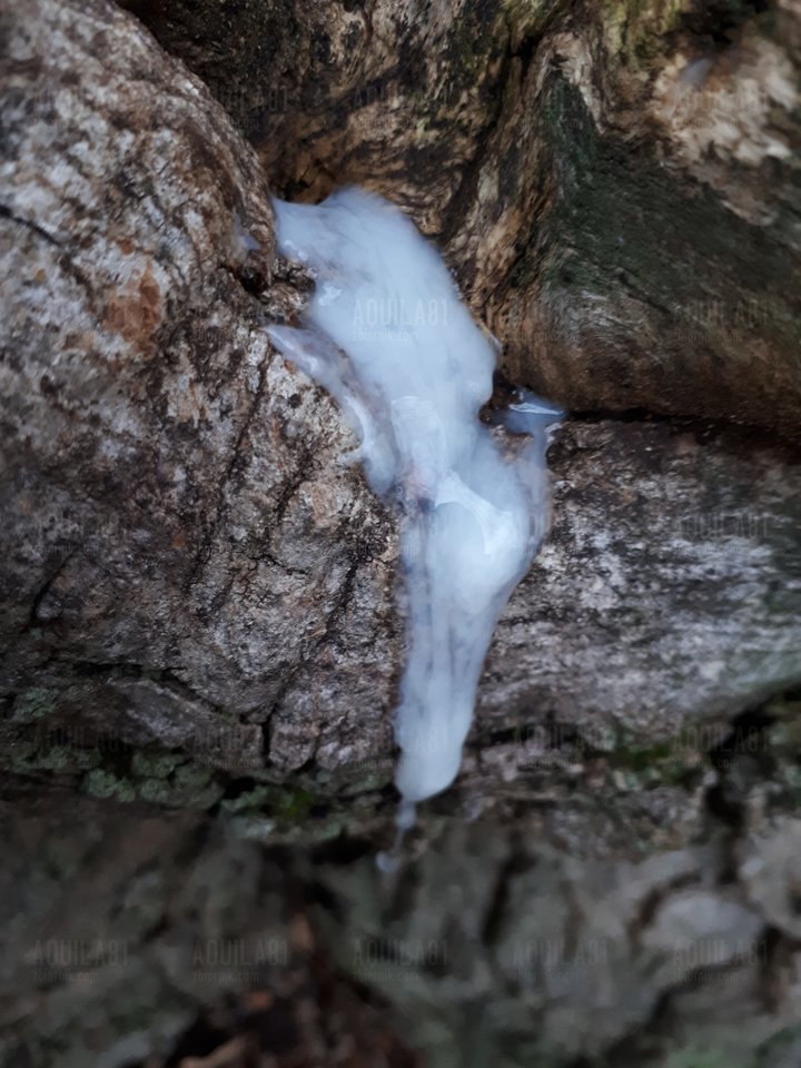 20180107_153721.jpg - aquila81