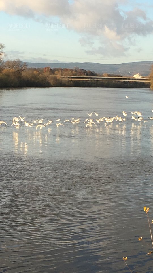 2A890309-1663-47A4-8E6A-5DAE5BE53772.jpeg - pawelsolt