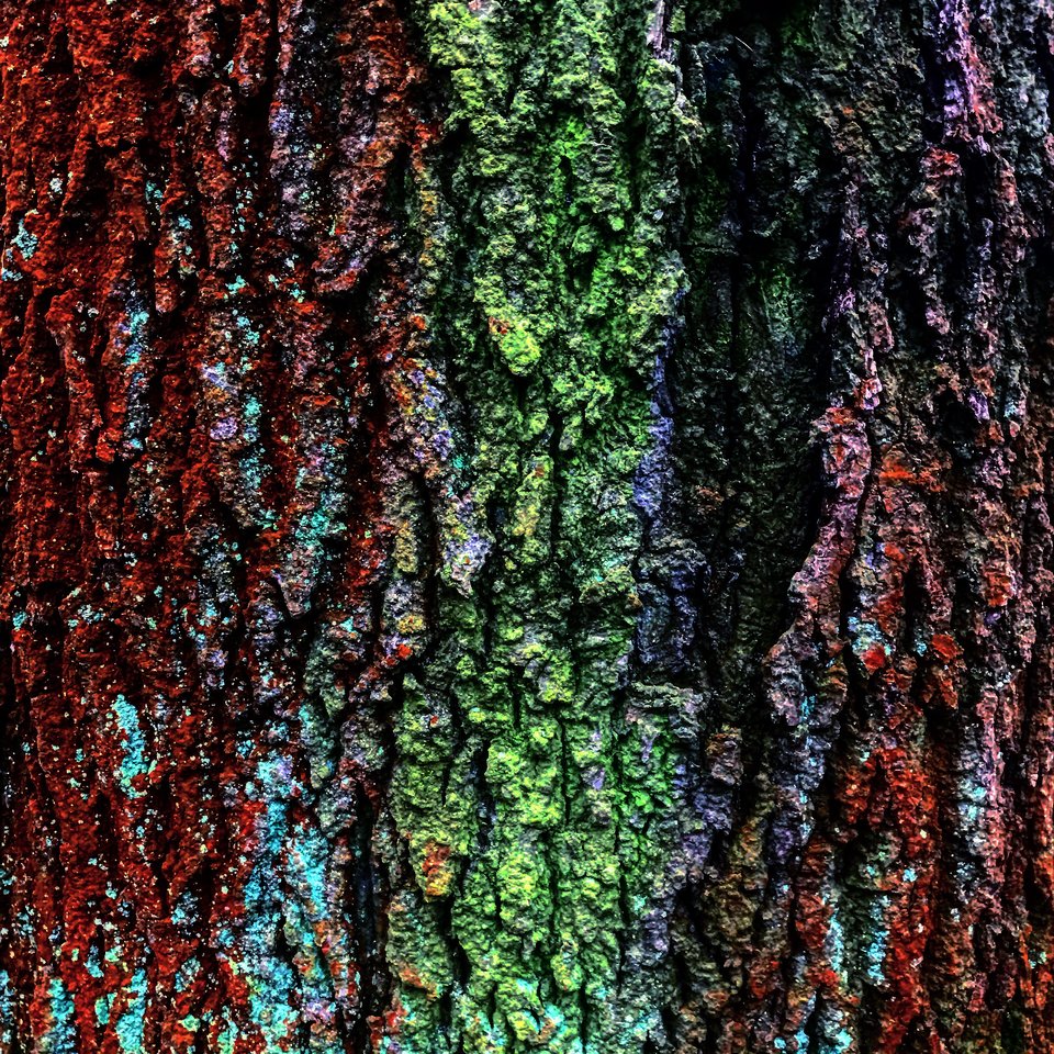 IMG_0216.JPG - Mekagojiranogyakushu