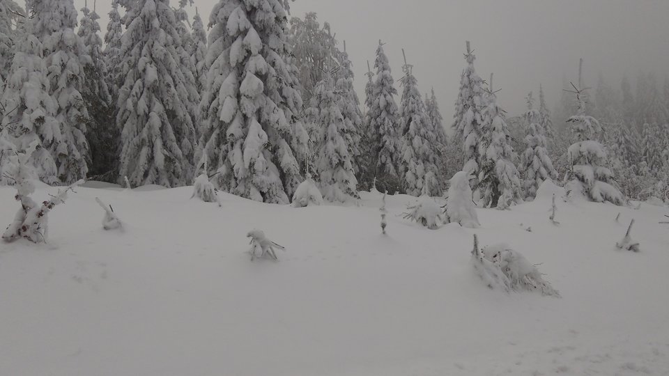 IMG_20180125_144043.jpg - StrongPecker