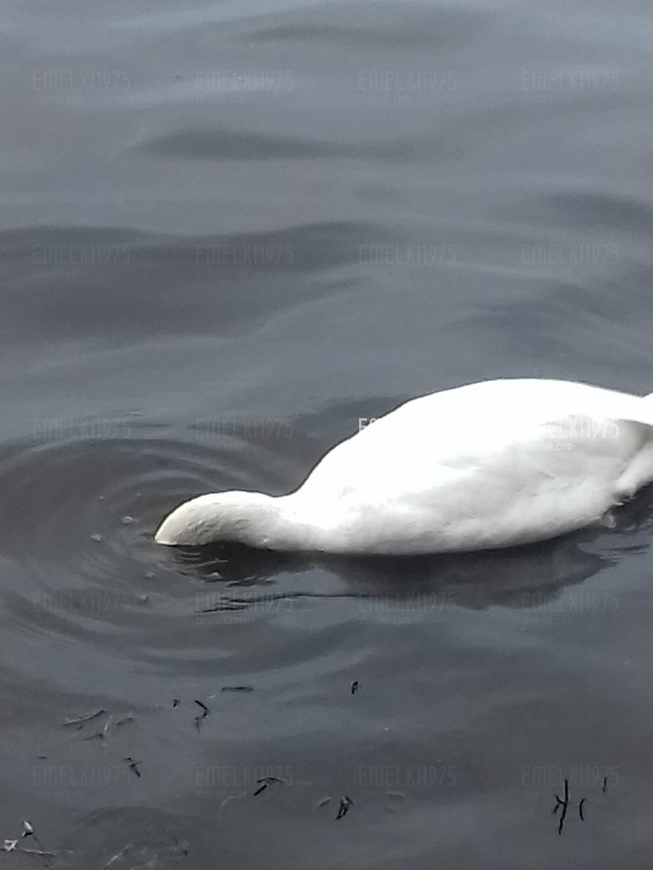 20171104_102717.jpg - emelki1975