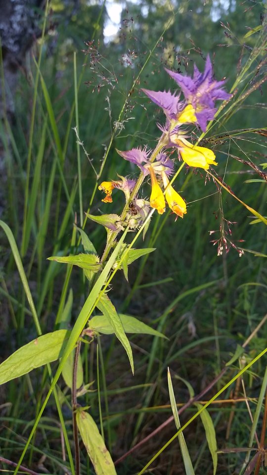 20150627_180637.jpg - skrad_dleihs