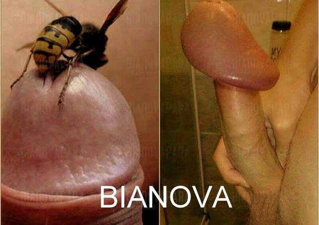25286885_339577749851594_1279076871_n.jpg - bianovapara