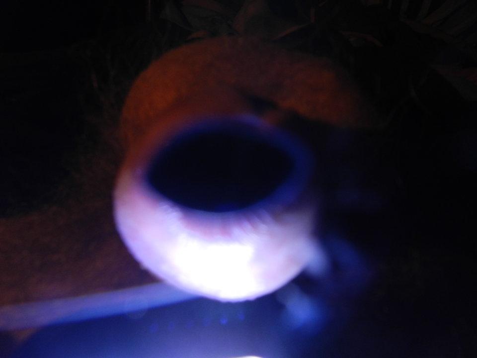 DSCN1345.JPG - janekoko4