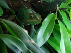 Przez te oczy zielone 👀