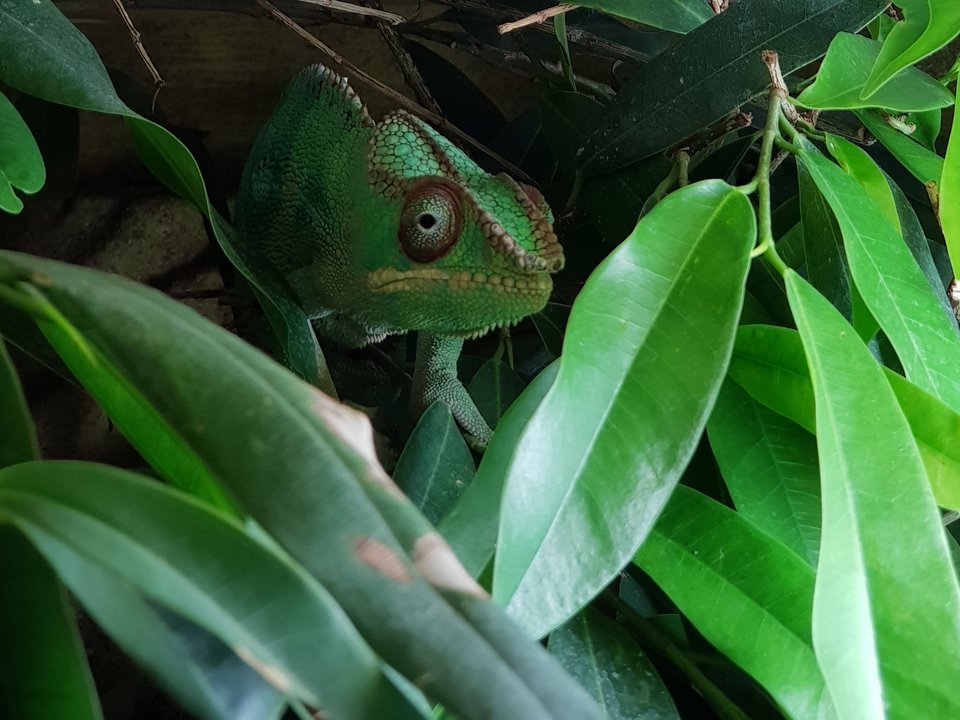 Przez te oczy zielone 👀 - Kameleoon